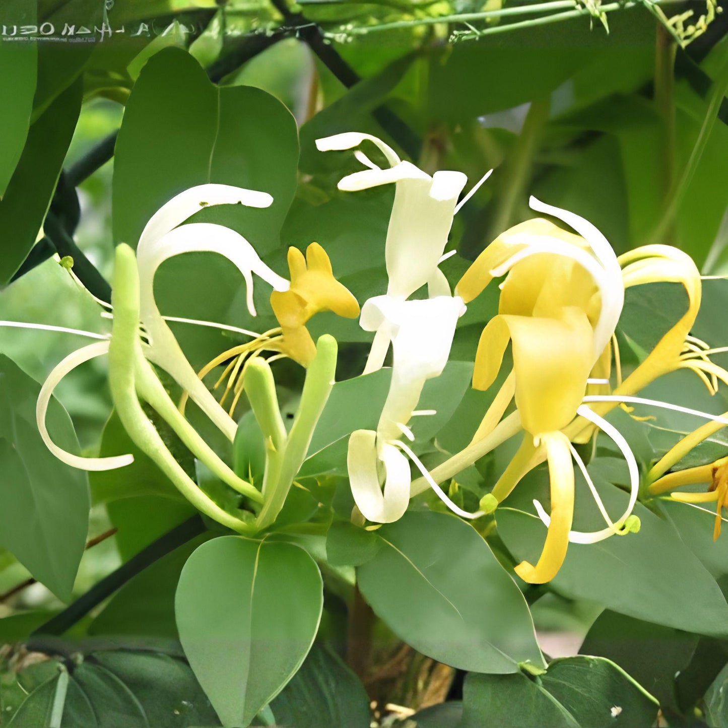 White Honeysuckle Vine Bare Root | Fragrant Climbing Plant Lonicera periclymenum | Scented Garden Vine