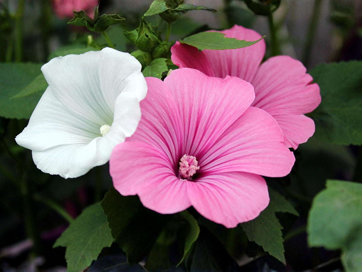 Rose Mallow Dwarf White Seeds – Heirloom Non-GMO Flower Garden Seeds for Cottage, Border & Bed Planting (Lavatera trimestris)