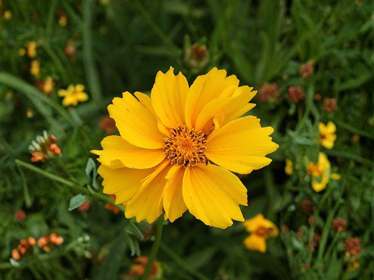 Lance Leaved Dwarf Coreopsis Seeds - Heirloom Non-GMO Wildflower Garden Planting - Bright Yellow Daisy-Like Blooms