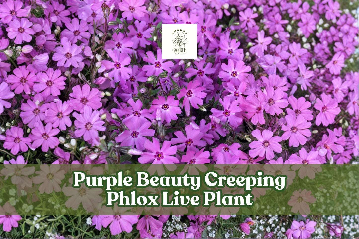 Purple Beauty Creeping Phlox Live Plant | Groundcover Starter | Moss Phlox, Phlox subulata, Spring-Blooming, Low-Growing