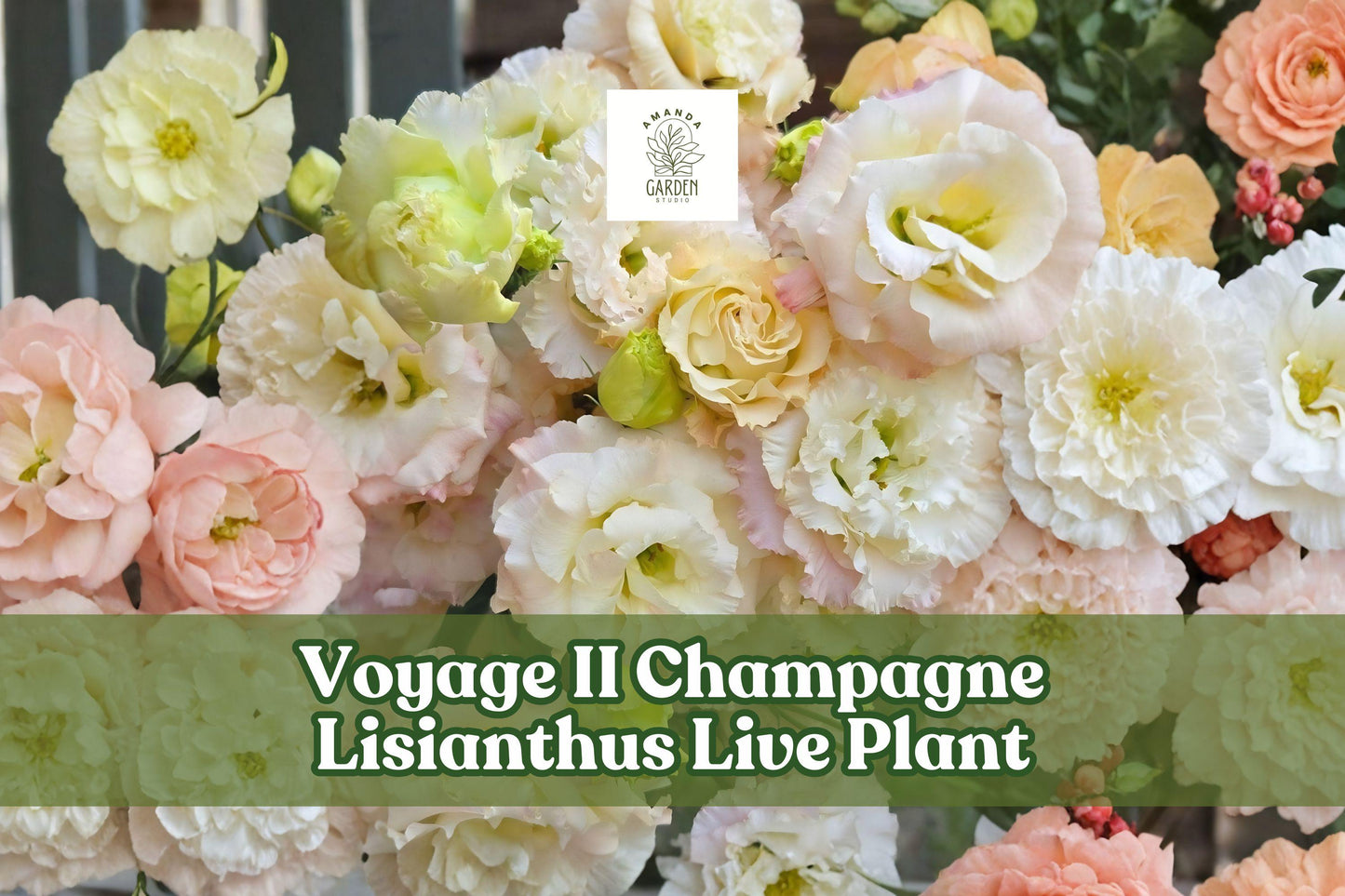 Voyage II Champagne Lisianthus Live Plant | Eustoma grandiflorum Starter Plug for Containers & Gardens