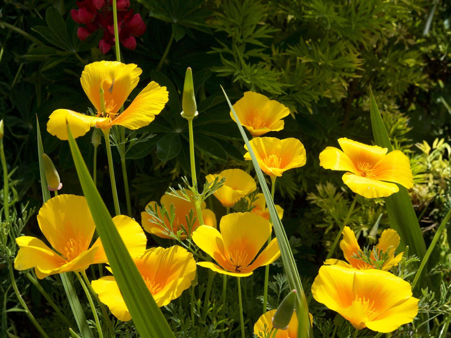 Dwarf California Poppy Flower Seeds | Eschscholzia Caespitosa | Soft Yellow Blooms | Compact Wildflower for Gardens & Containers