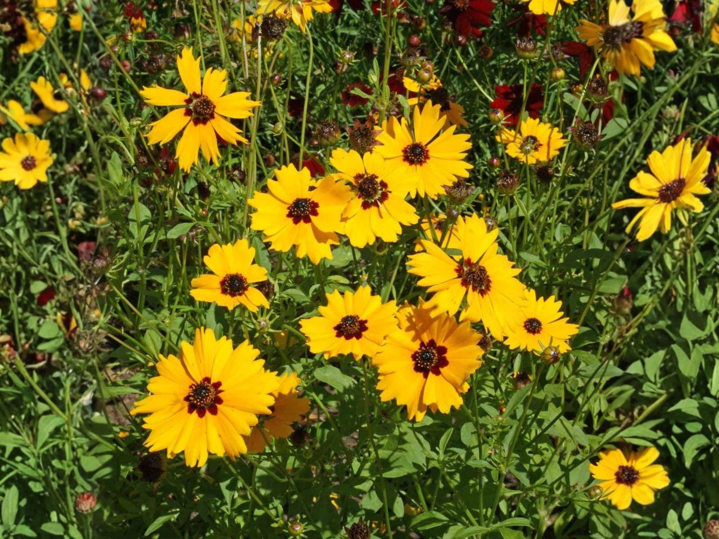 Golden Wave Tickseed Flower Seeds | Coreopsis basalis, Bright Yellow with Dark Center, Annual Wildflower for Gardens & Natural Landscapes