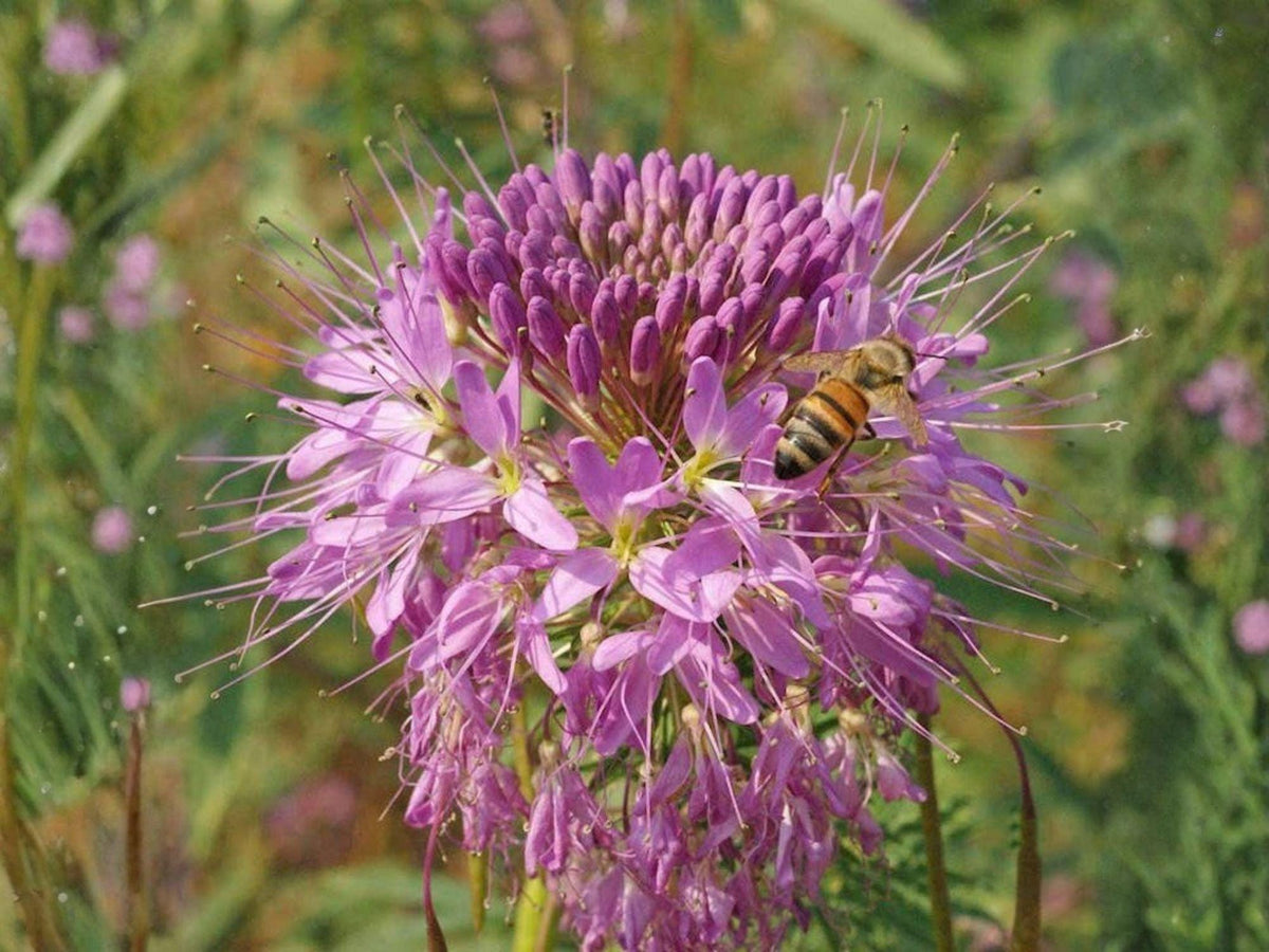 Rocky Mountain Bee Plant Seeds | Cleome serrulata Flower Pack | Pink to Purple Annual Garden Flower
