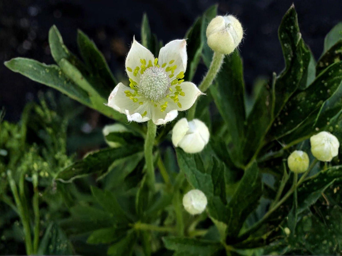 Anemone cylindrica Seeds – Thimbleweed Native Wildflower, Heirloom, Non-GMO, Pollinator Garden Plant, White Flowers
