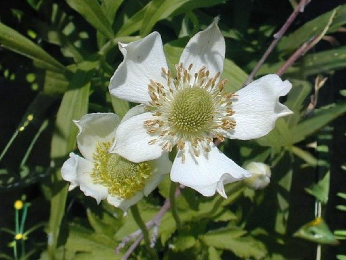 Anemone virginiana Seeds – Tall Thimbleweed Native Wildflower, Heirloom, Non-GMO, Pollinator Garden, White Blooms, Perennial Plant
