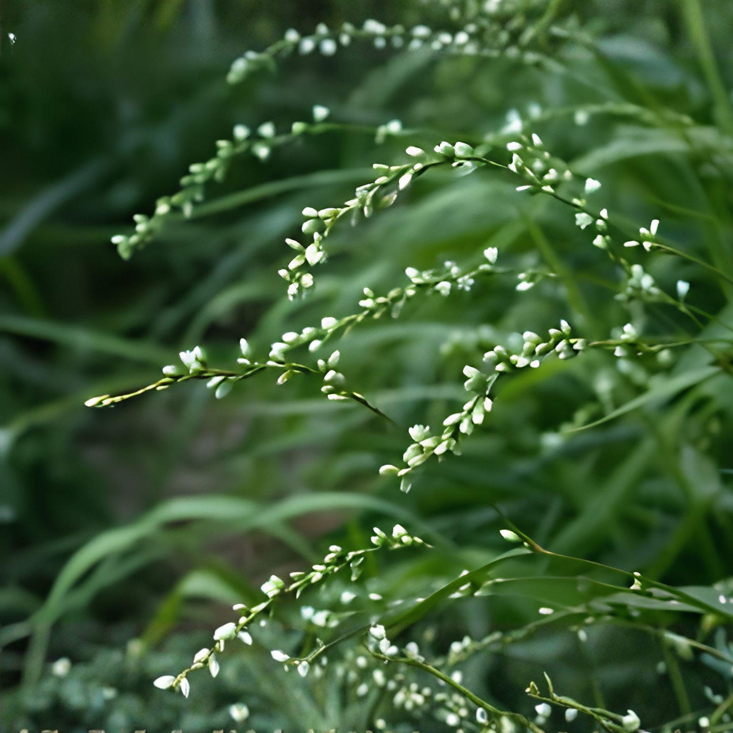 Smartweed Seeds 30 Persicaria punctata Dotted Smartweed Wetland Water Garden Annual Flowering Plant