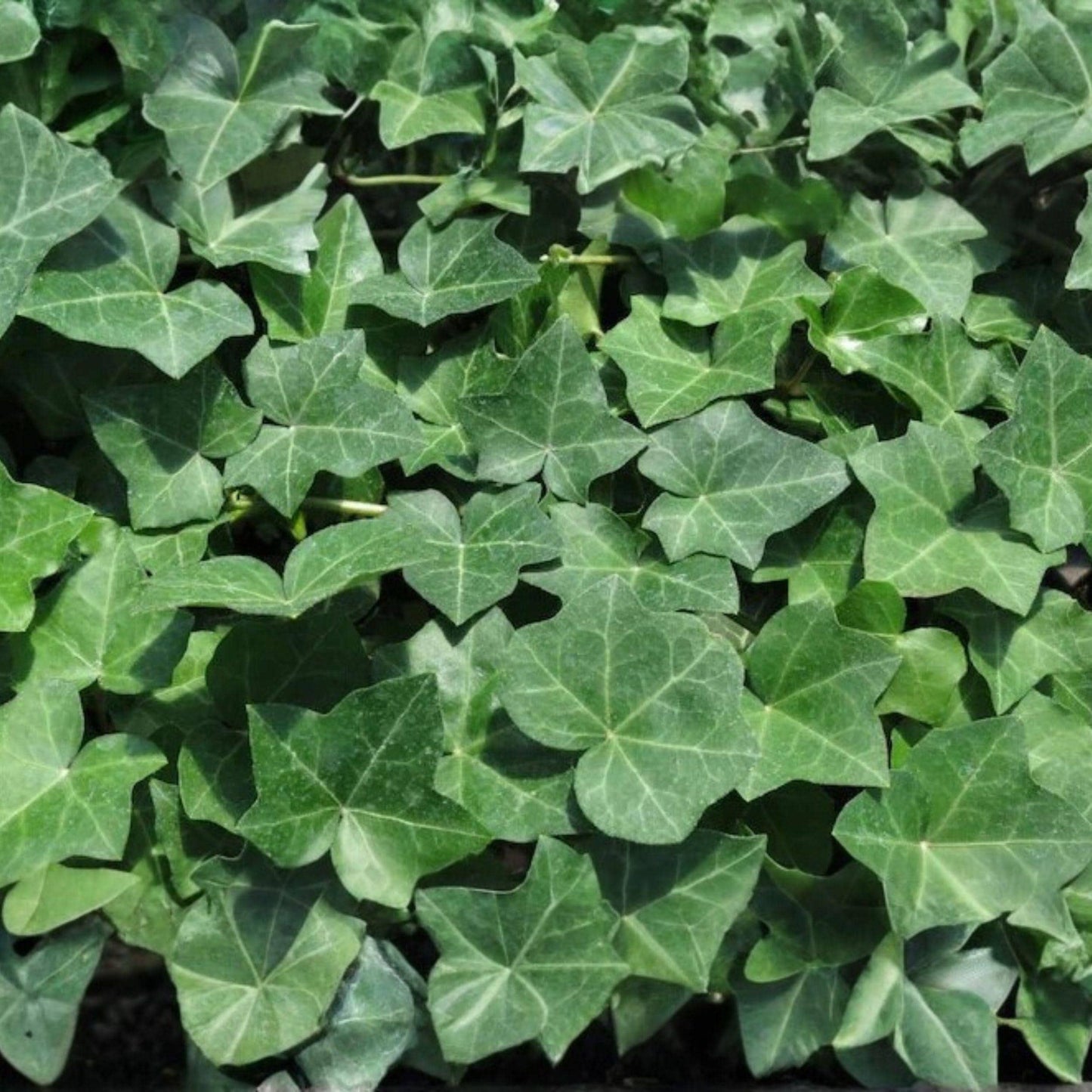 English Ivy Cuttings 20 Pack, 6 Inch Unrooted Climbing Vine, Hedera helix, Fast-Growing Ground Cover & Wall Climber