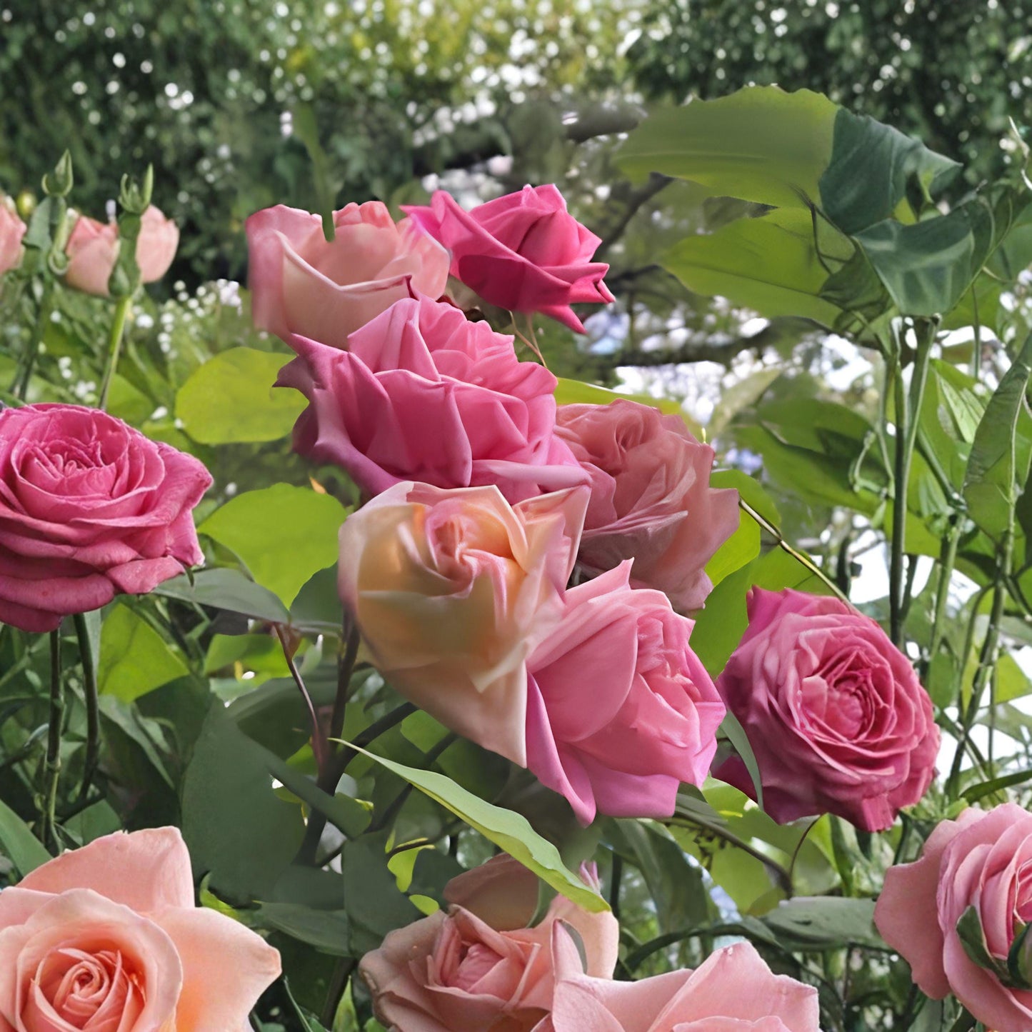 Climbing Rose Cuttings 8 Pack Pink Heirloom Flowering Vine for Garden, Unrooted, 5-7 Inches
