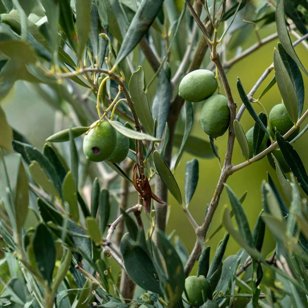 Arbequina Olive Tree Starter Plants 5-8 Inches, 2 Pack, Rooted, Suitable for Patio or Garden, Olea europaea