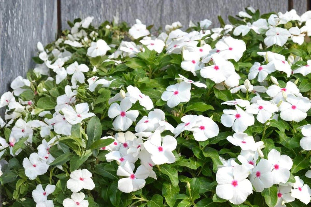 Polka Dot Vinca Seeds – Catharanthus roseus, Bicolor Flowers, Annual Bedding Plant, Heat Tolerant, Container & Garden Bed