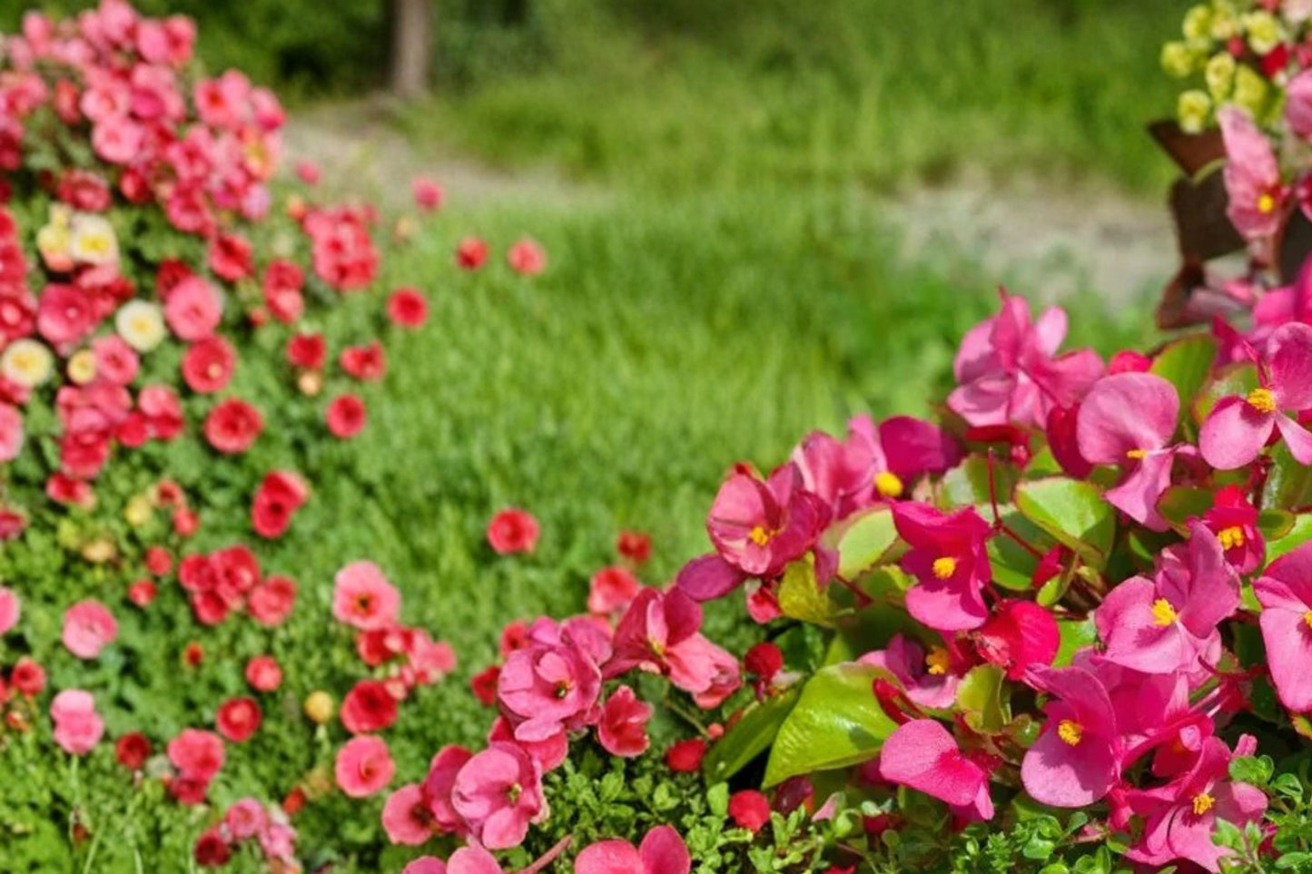 Rose Red Begonia Seeds – Begonia semperflorens, Fibrous-rooted Annual Flower, Deep Red Blooms, Dark Foliage, Container & Garden Plant