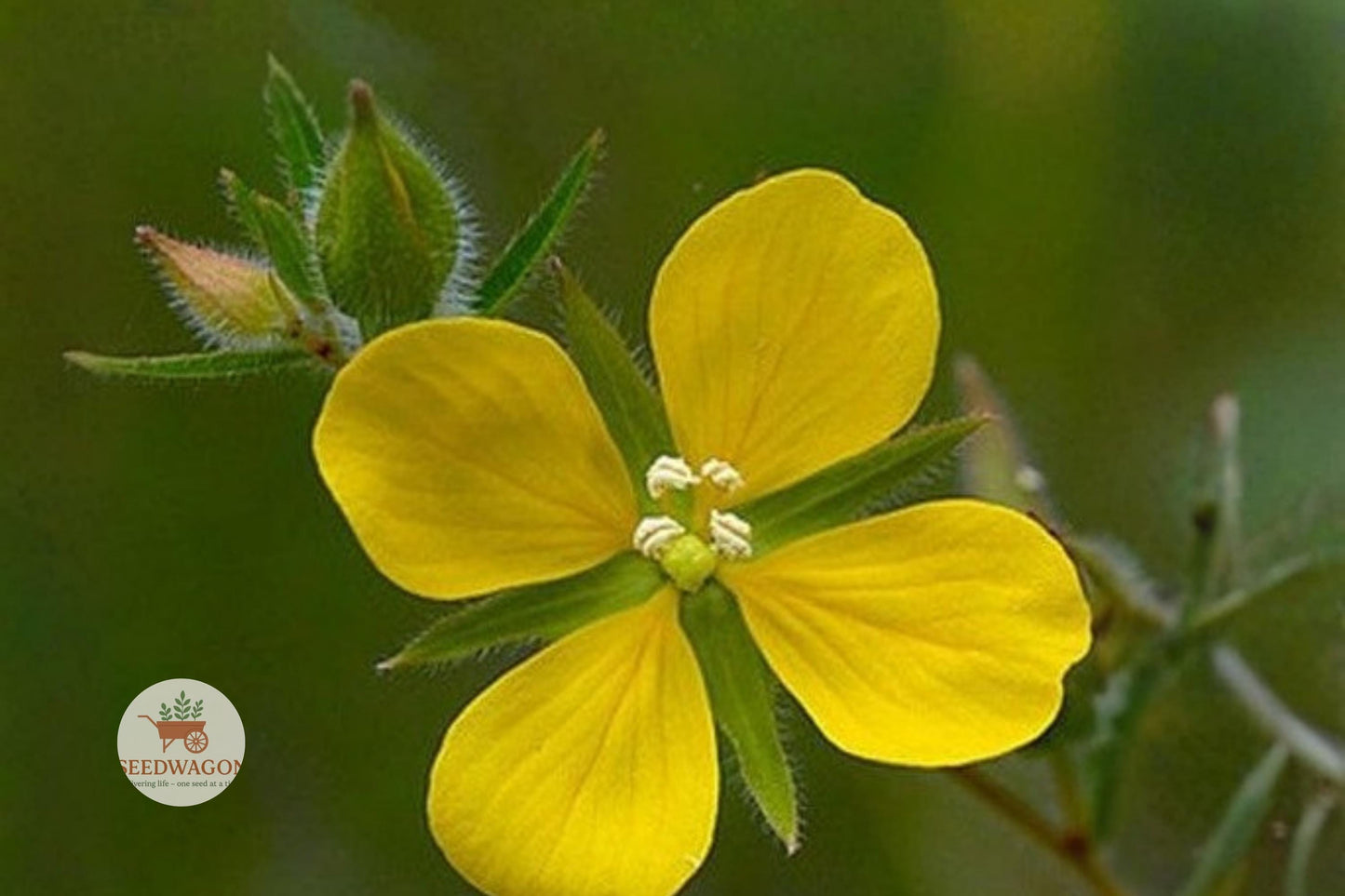 Ludwigia alternifolia Seeds – Native Wetland Wildflower for Ponds, Rain Gardens & Habitat Restoration, Bright Yellow Blooms
