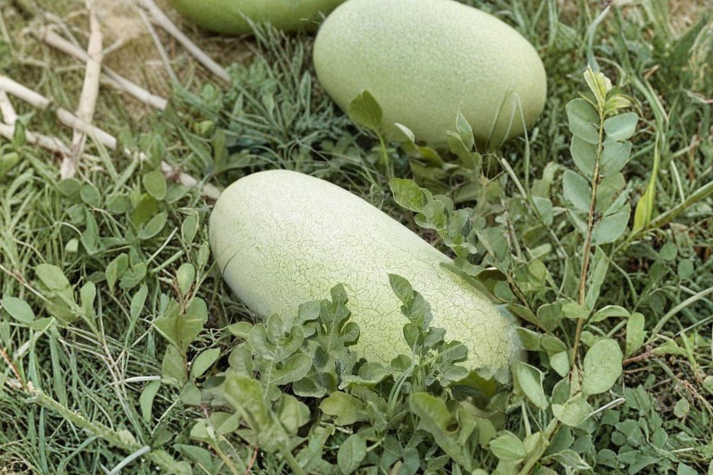 Heirloom Organic Charleston Grey Watermelon Seeds – Non-GMO Giant Sweet Melon, Juicy Red Flesh, Heat Tolerant