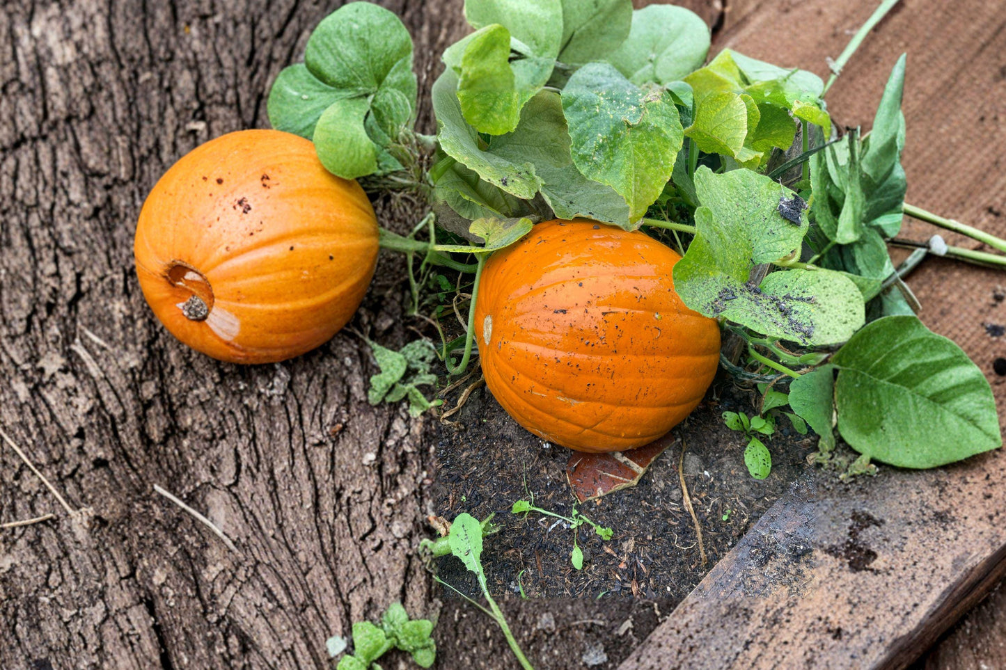 Organic Mammoth Gold Giant Pumpkin Seeds - Heirloom, High Yield, Bright Orange, 40-60 lb Fruit