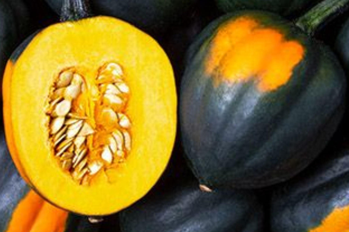 Table Queen Acorn Squash Seeds - Heirloom, Non-GMO, Sweet Nutty Flavor, Fall Garden Vegetable, Cucurbita pepo