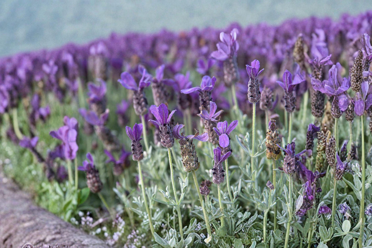 Lavender Vera Seeds - Heirloom Fragrant Purple Flowers, Drought Tolerant, Easy Grow Garden Herb, Lavandula angustifolia