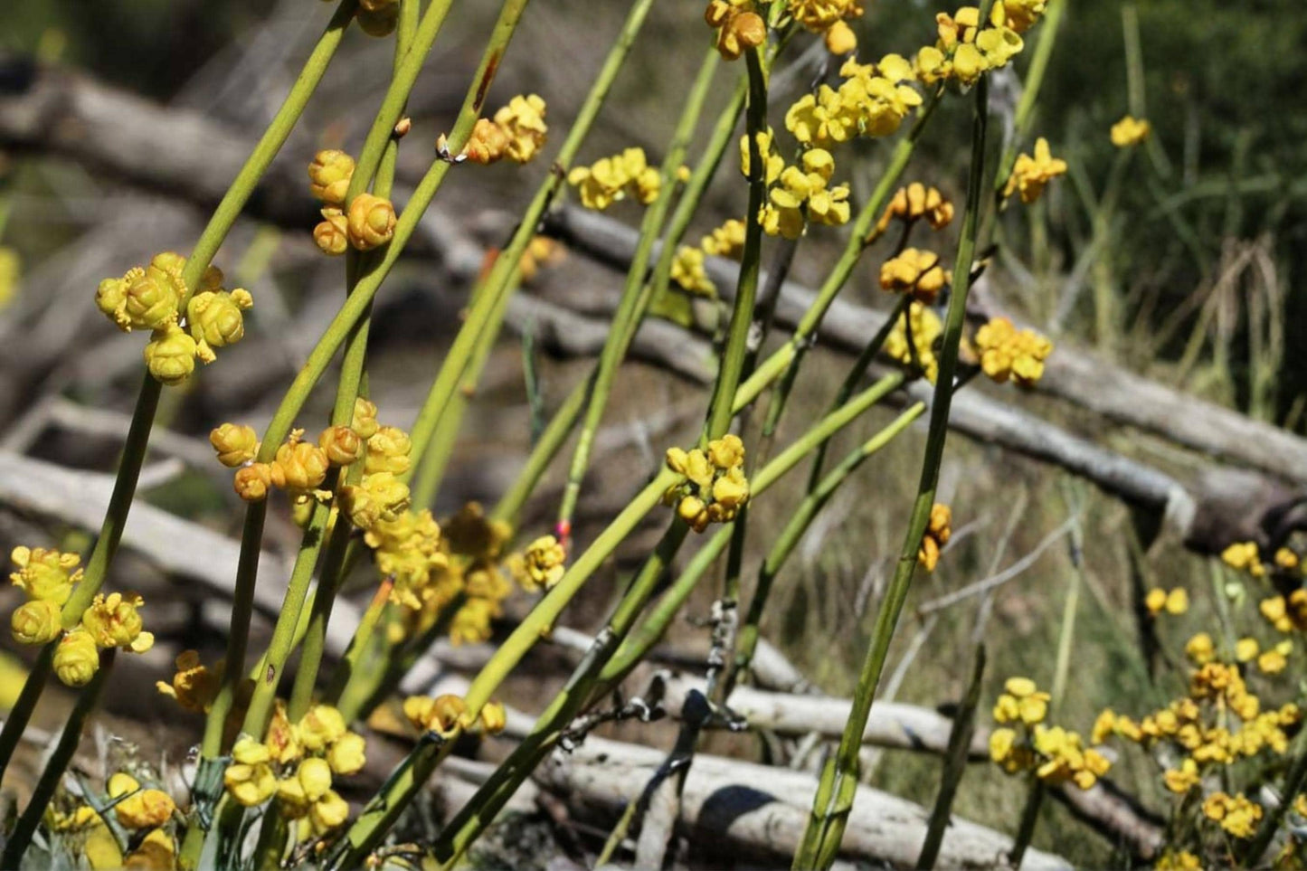 Green Ephedra Seeds – Ephedra viridis, Drought Tolerant Desert Shrub for Xeriscape & Native Landscaping