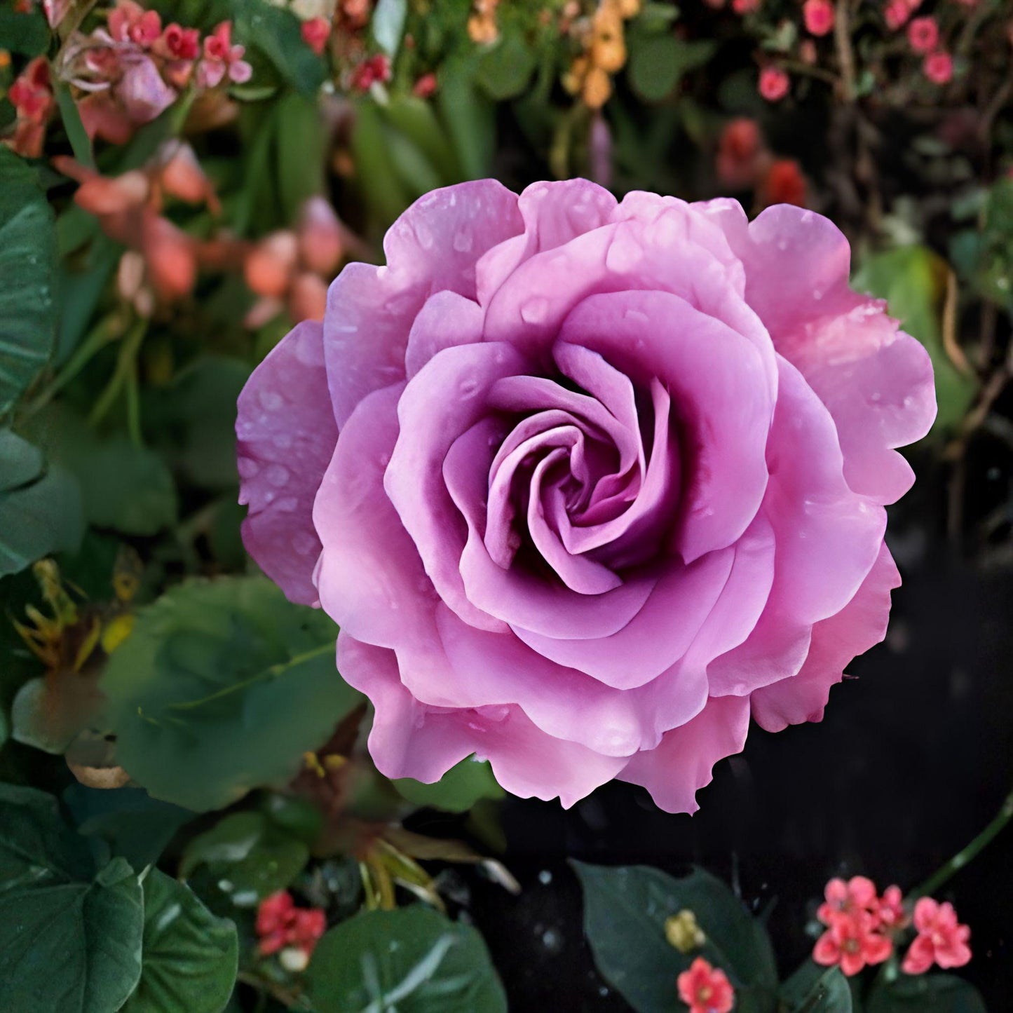Angel Face Rose 1 Gal Floribunda Plant – Mauve Lavender Blooms, Rosa floribunda, Live Garden Shrub