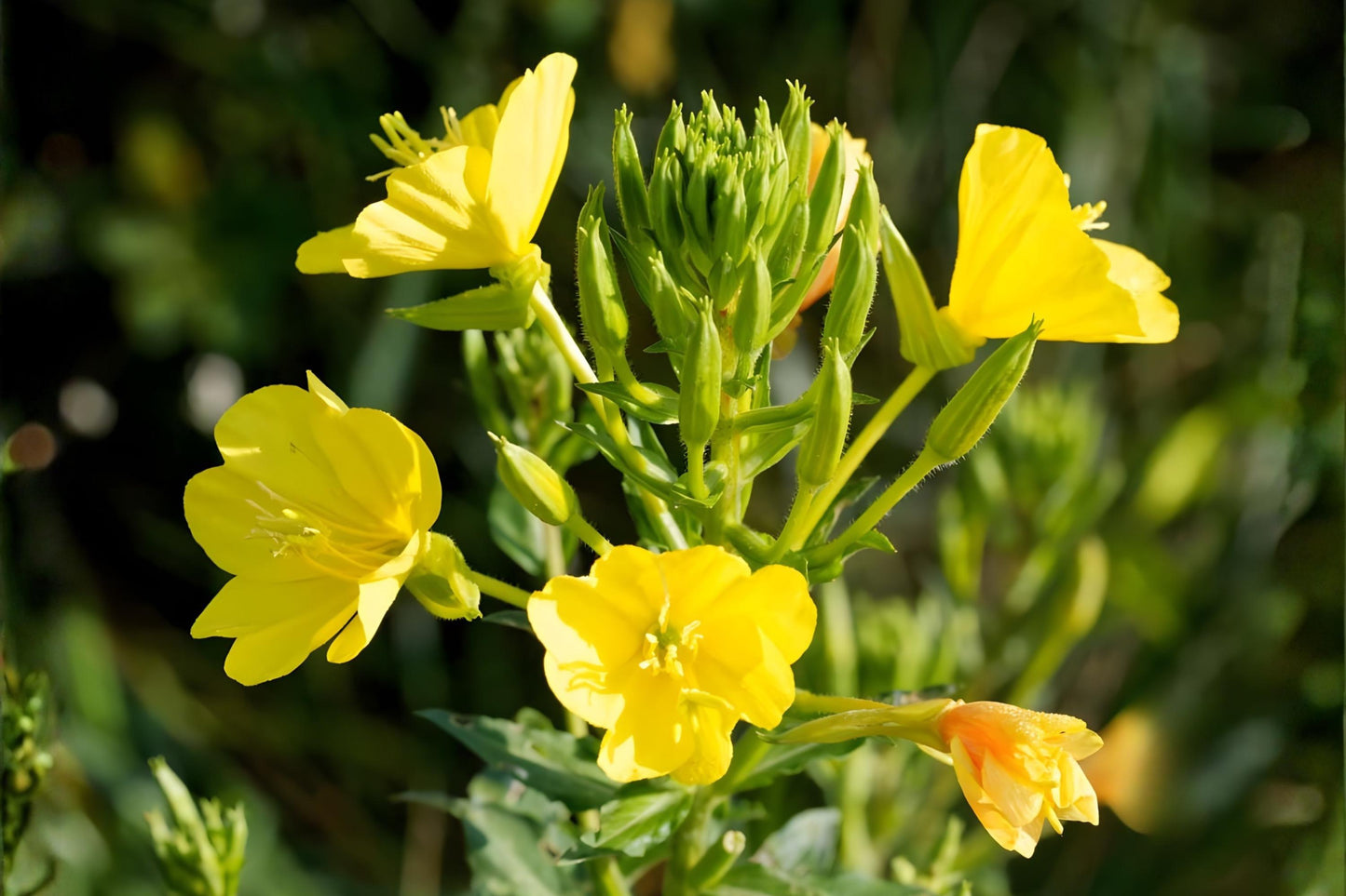 Evening Primrose Seeds 100 Oenothera biennis Wildflower Native Pollinator Support Drought Tolerant
