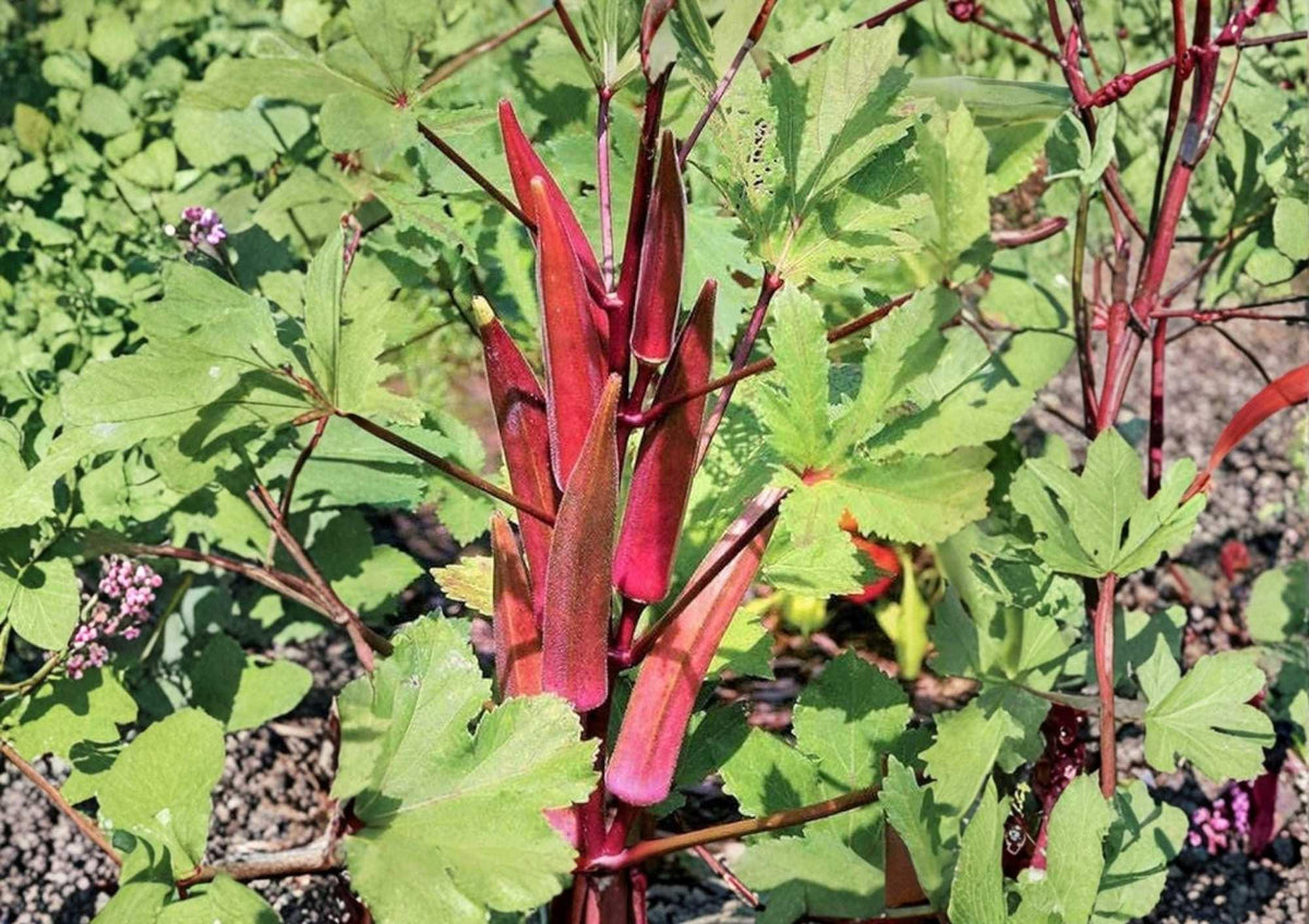 Red Burgundy Okra Seeds – Heirloom Non-GMO Vegetable Seeds for Garden Planting, Deep Red Pods, High Yield, Tender, Colorful Harvest