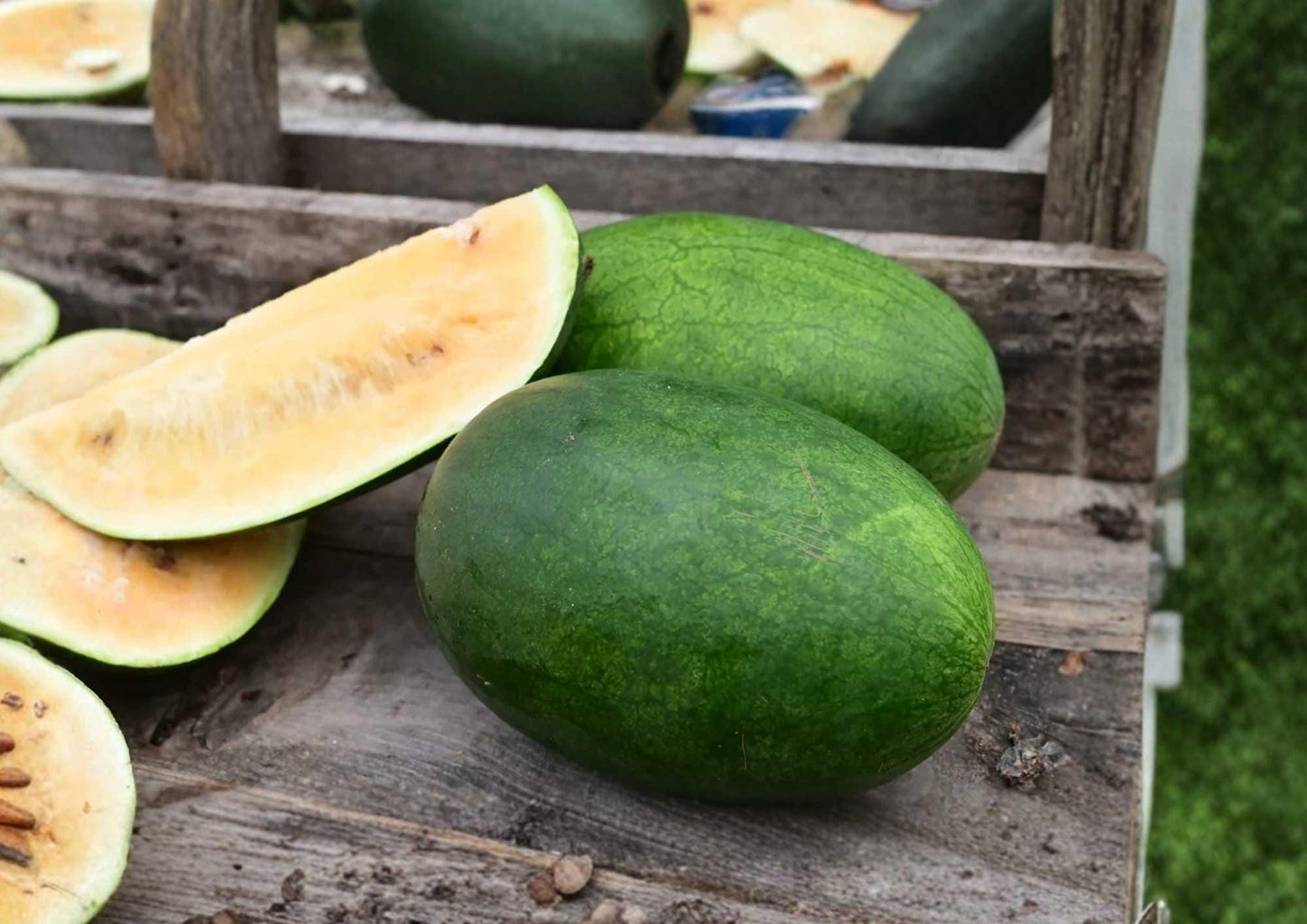 Tendersweet Orange Watermelon Seeds Heirloom Non-GMO Fruit Seeds for Garden Planting, Juicy Orange Flesh, Large Melons