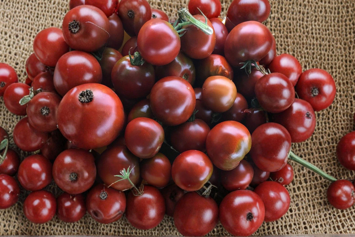 Black Prince Tomato Seeds - Heirloom, Non-GMO, Medium Fruits, Rich Sweet Flavor, High Yield