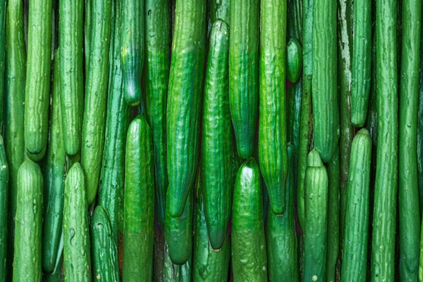Southern Delight Cucumber Seeds, Japanese Heirloom, High Yield, Long Green Fruits, Easy Grow, Salad and Fresh Eating