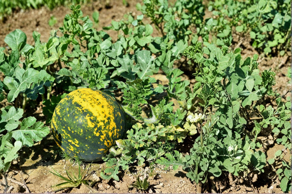 Moon and Stars Watermelon Seeds - Heirloom Non-GMO Red Flesh Garden Seeds for Summer Harvest