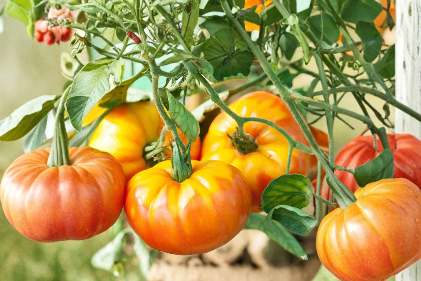 Pineapple Tomato Seeds - Heirloom Bicolor Fruit, Sweet Mild Flavor, High Yield Garden Seeds, Solanum lycopersicum