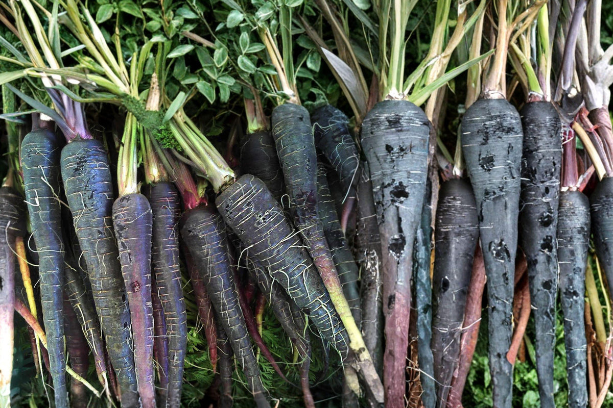Black Nebula Carrot Seeds, Heirloom Organic Deep Purple Roots, Non-GMO, Gourmet Vegetable Seeds