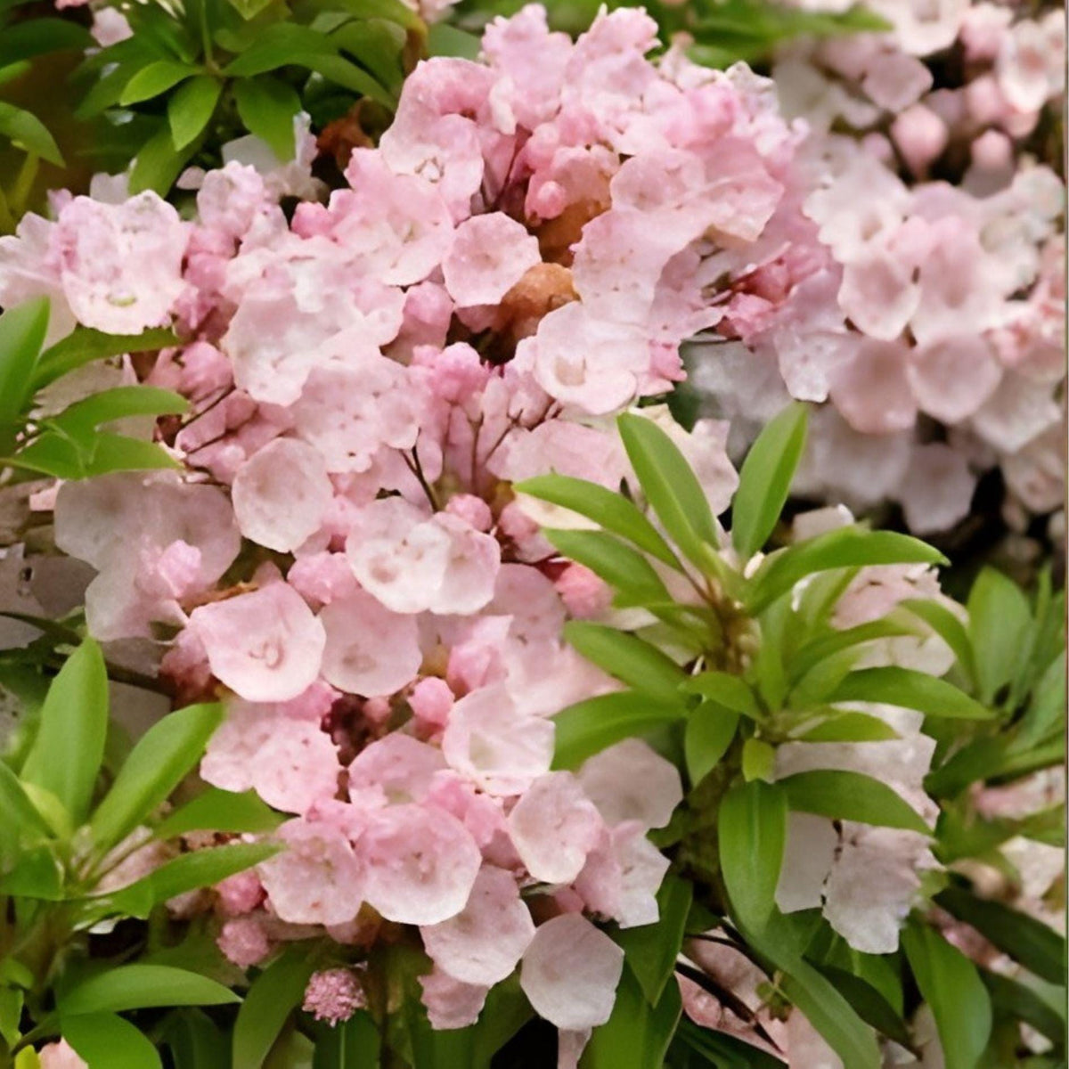 Pink Mountain Laurel Shrub Bare Root Plant | Kalmia latifolia | Hardy Flowering Shrub for Woodland Gardens