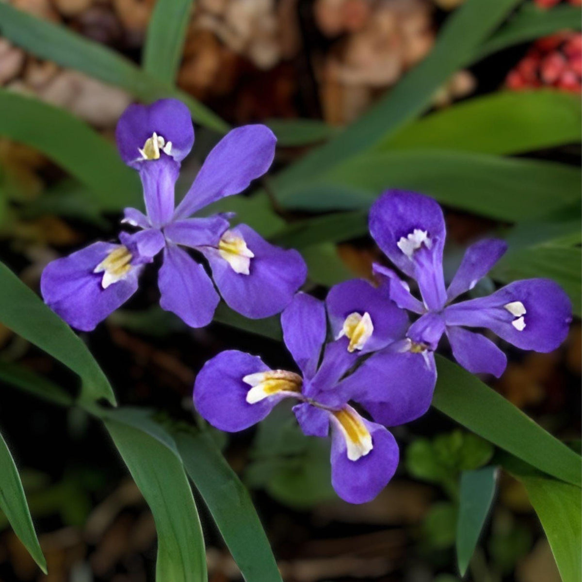 Dwarf Crested Iris Bulbs 5 Pack | Hardy Perennial Flower Iris cristata for Shade Gardens