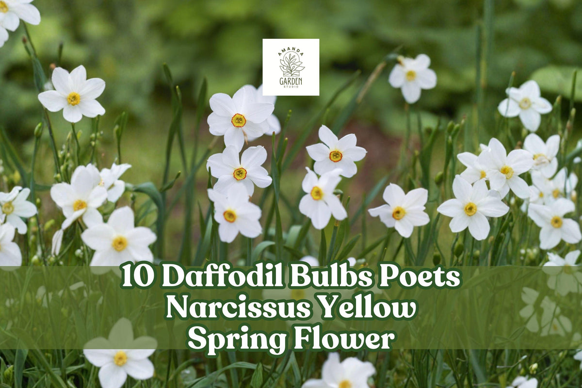 10 Poets Narcissus Daffodil Bulbs - Yellow Spring Perennial Flower, Narcissus poeticus, Garden Bulbs for Borders & Beds