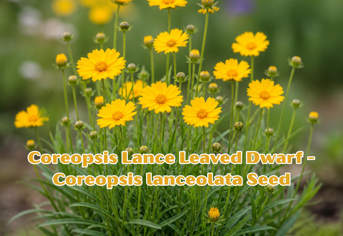 Dwarf Yellow Coreopsis Lanceolata Seeds | Perennial Wildflower Garden Plant | Bright Yellow Blooms | 50 Seeds