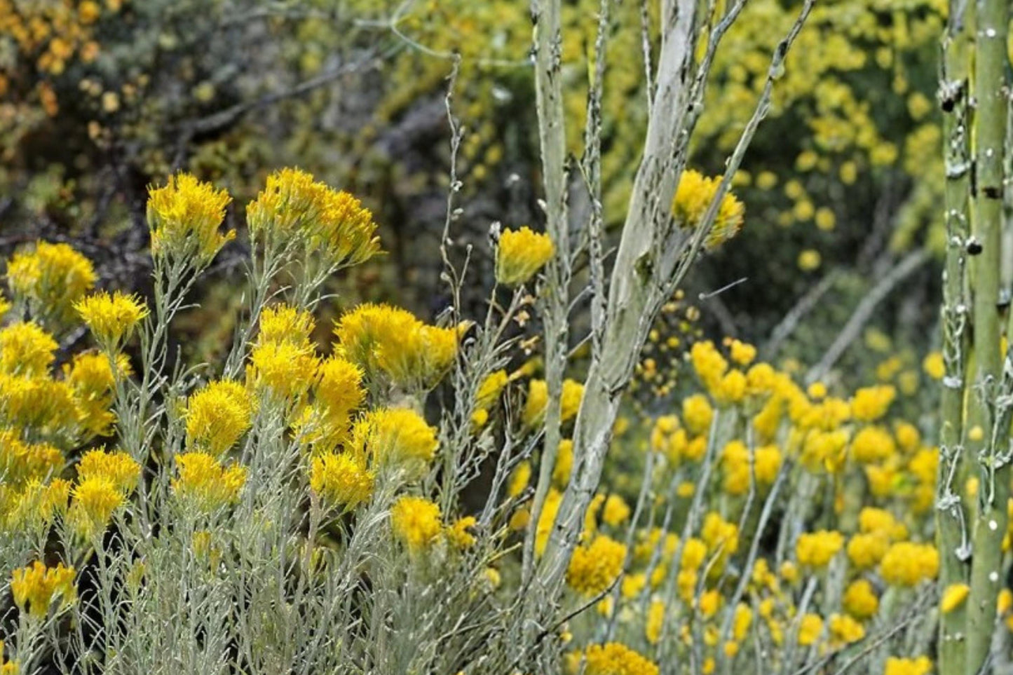 Rubber Rabbitbrush Seeds – Ericameria nauseosa – Drought Tolerant Perennial Shrub with Yellow Flowers for Xeriscape and Native Plantings