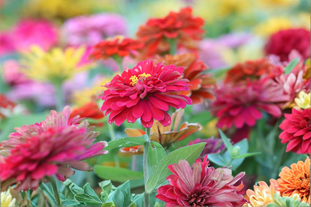 Thumbelina Mix Zinnia Seeds – Dwarf Colorful Flower Seeds for Borders & Containers – Zinnia elegans