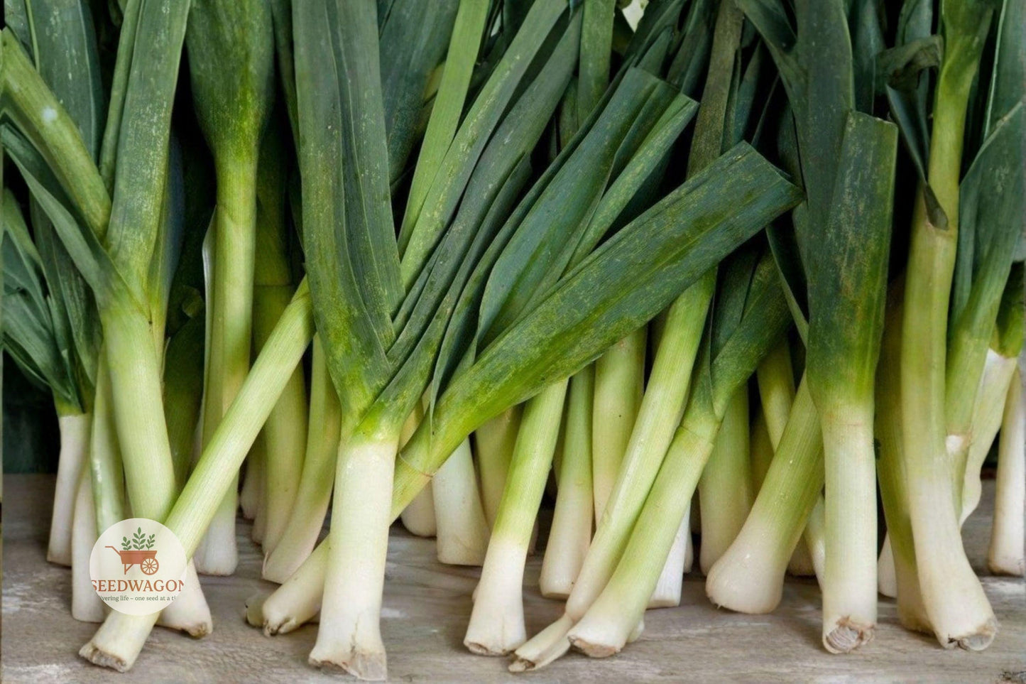 American Flag Leek Seeds – Heirloom Non-GMO Allium porrum for Vegetable Garden, Cool-Season Crop