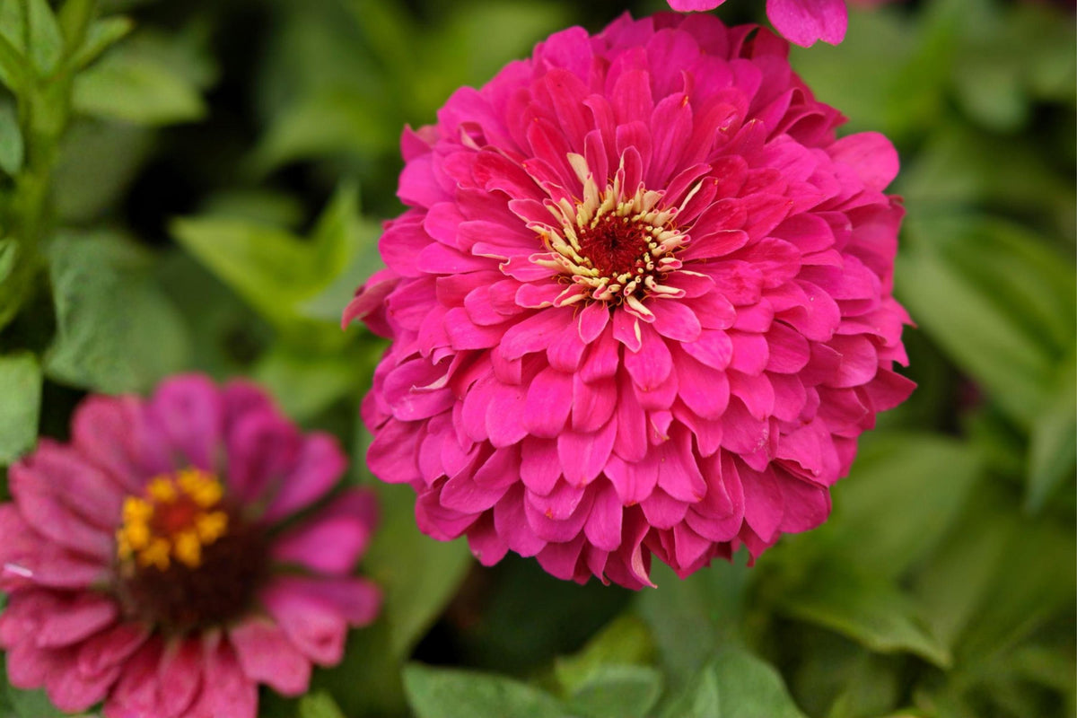 Rose Pink Zinnia Seeds (50) | Zinnia elegans Flower Seeds for Borders & Cut Flowers | Easy to Grow, Vibrant, Pollinator-Friendly