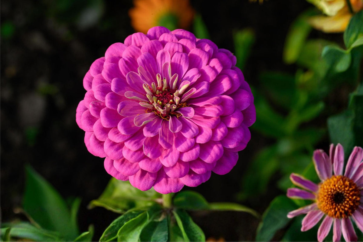 Lavender Purple Zinnia Seeds (Zinnia elegans) – Flower Seeds for Borders, Cut Flowers, Pollinator Gardens