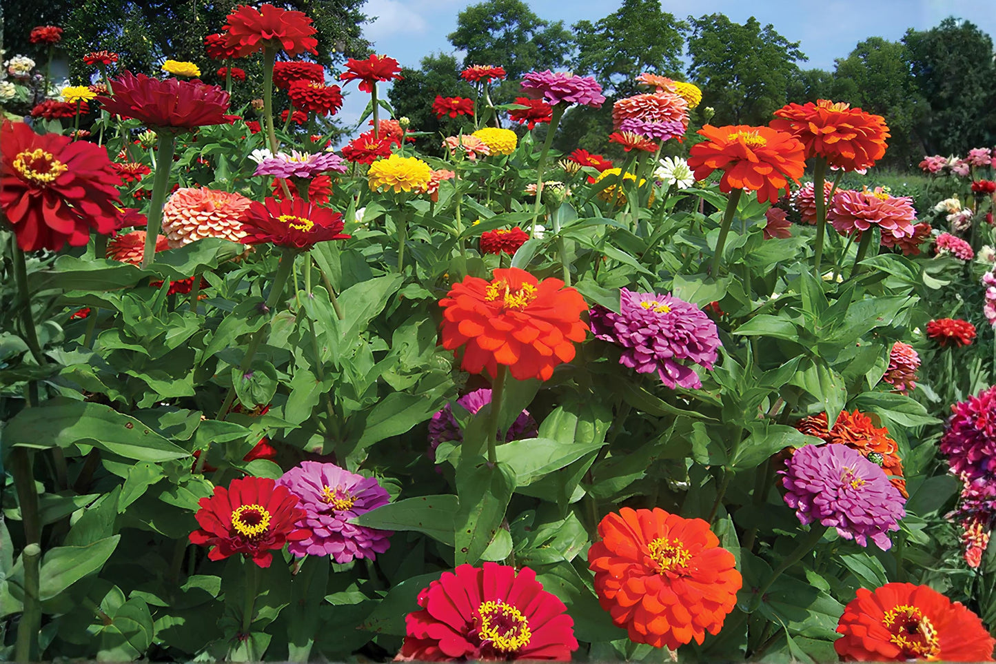 Dahlia Flowered Zinnia Seeds (50) | Large Double Bloom Mix | Vibrant Colors | Zinnia elegans Flowering Annual