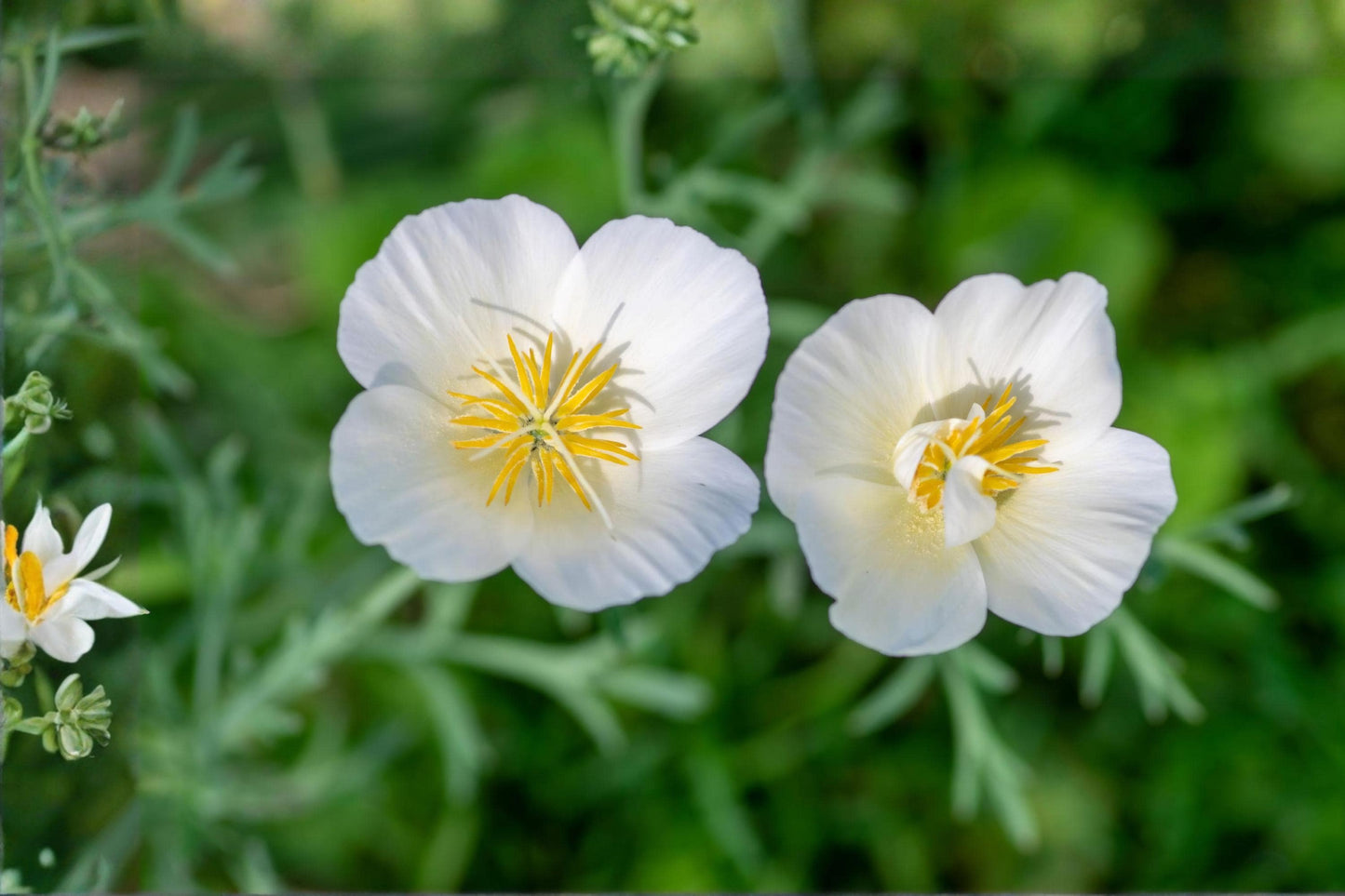 White California Poppy Seeds – Eschscholzia californica, Drought-Tolerant Wildflower for Borders & Xeriscaping