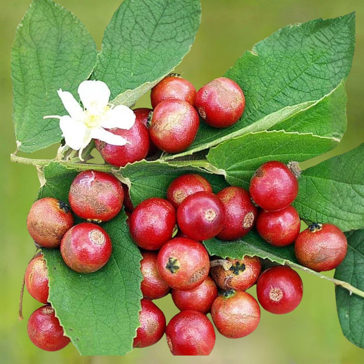 Jamaican Cherry Rooted Cutting, Strawberry Tree, Muntingia calabura, Tropical Fruit Plant, Edible Berry, Fast-Growing Tree
