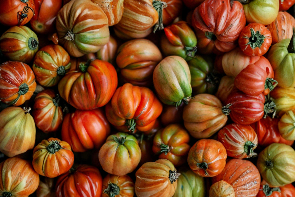 Orange Oxheart Tomato Seeds - Heirloom, Heart-Shaped, Non-GMO, High Yield Fruits, Solanum lycopersicum
