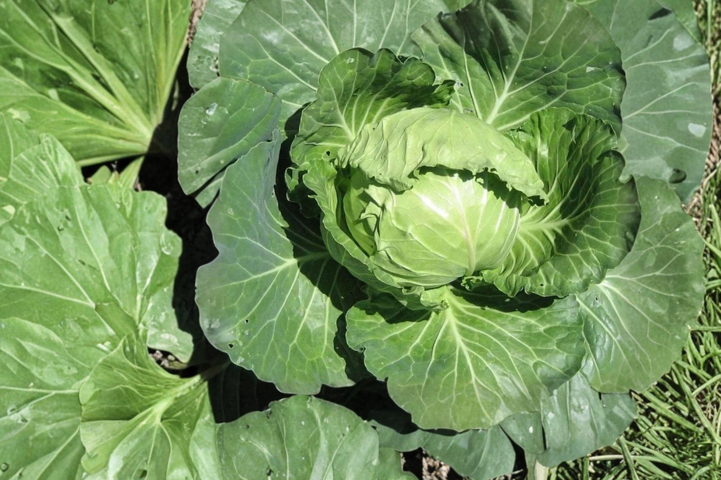 Late Flat Dutch Cabbage Seeds - Heirloom, Non-GMO, Cold Hardy, High Yield Garden Vegetable