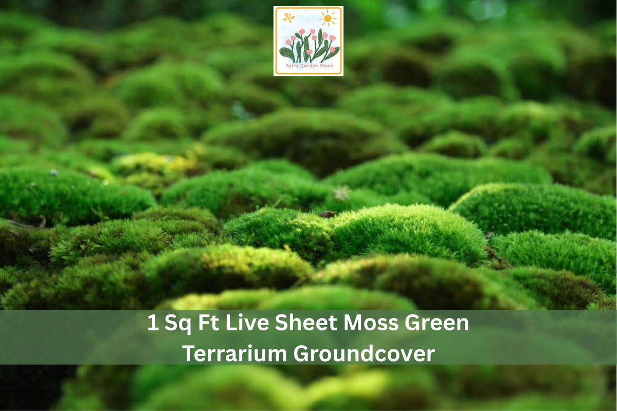 Live Sheet Moss Groundcover 1 sq ft Green Indoor Outdoor for Terrariums & Gardens, Natural Shade Plant
