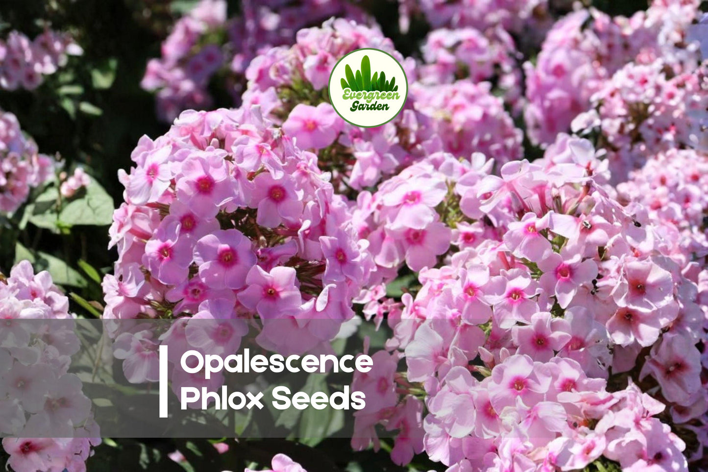 Opalescence Phlox Seeds - Perennial Pink Flower, Butterfly & Pollinator Friendly, Phlox paniculata, 100 Seeds