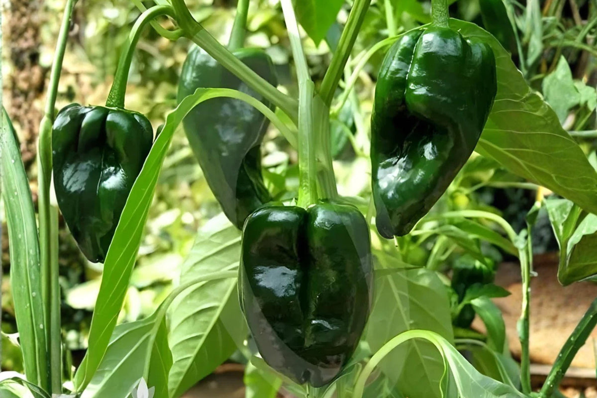 Ancho Poblano Pepper Seeds – Mild Chili, Large Heart-Shaped Fruits, Capsicum annuum, Perfect for Stuffing & Roasting
