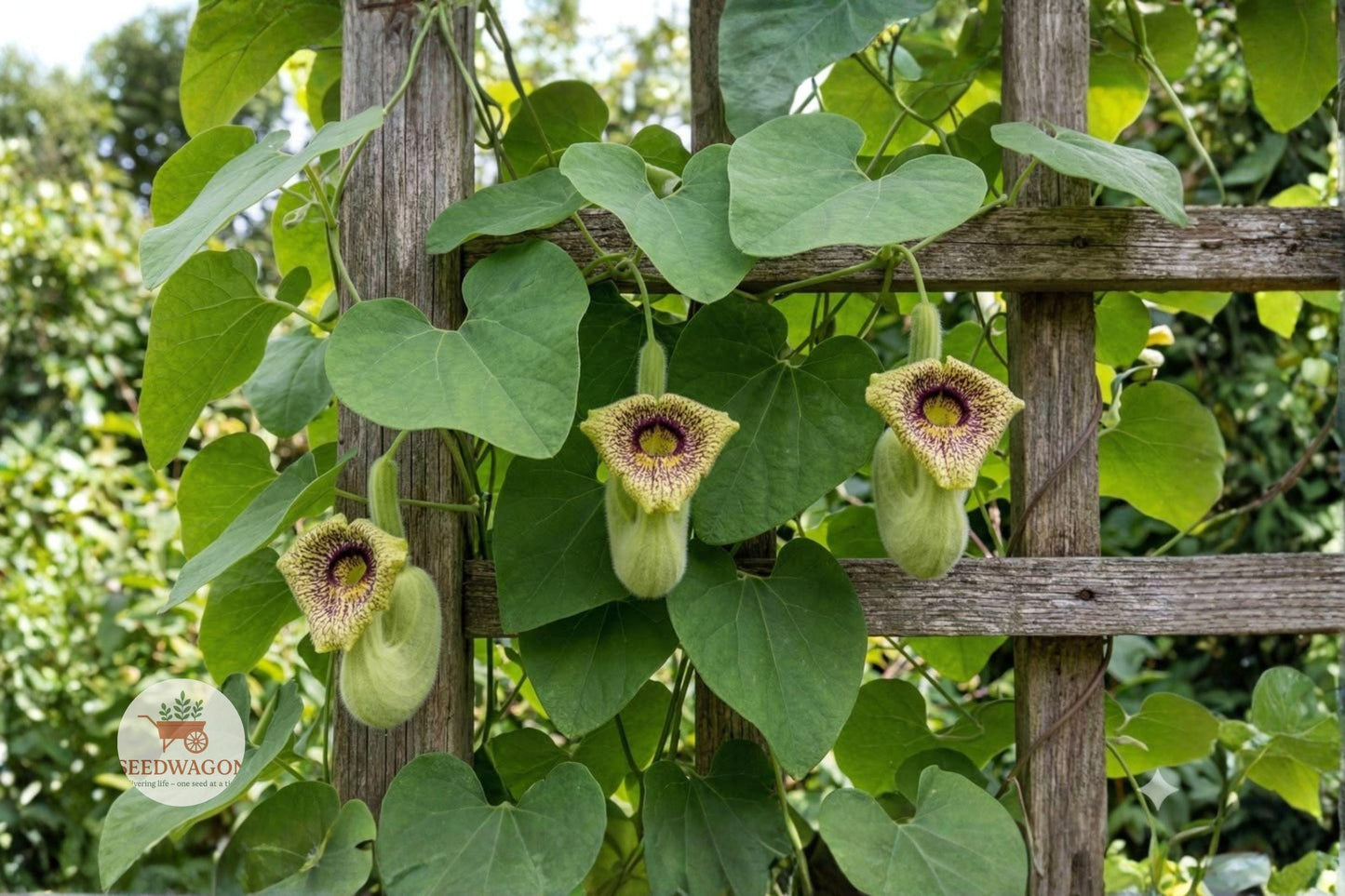 Wooly Dutchman’s Pipevine Seeds – Aristolochia tomentosa Native Climbing Vine for Pollinator Garden, Butterfly Host Plant, 10 Seeds