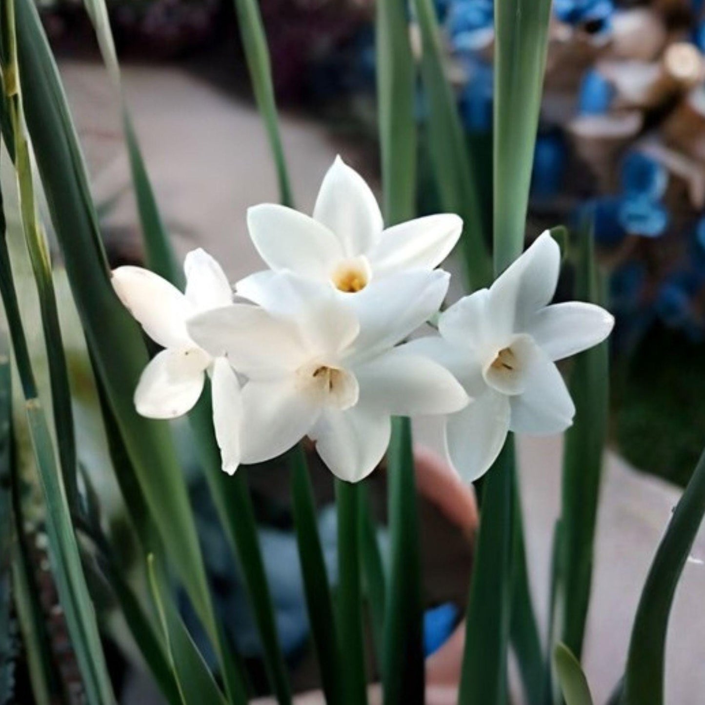 Ziva Paperwhite Daffodil Bulbs – 10 Fragrant White Winter Blooming Narcissus ‘Ziva’ for Indoor & Outdoor Planting